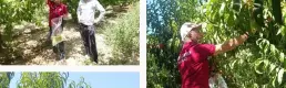 Üretim maliyeti 22 lira olan şeftali 15 liradan alıcı buluyor