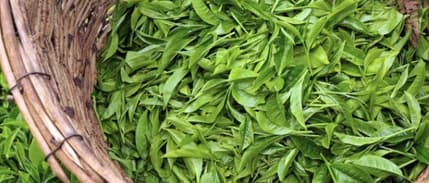 Üretimi Artan Beyaz Çay Yine Yetmedi