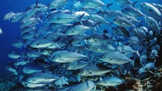 'Ürünlerimizin Dünya Fiyatının Altında Satılmaması İçin Çalışacağız'