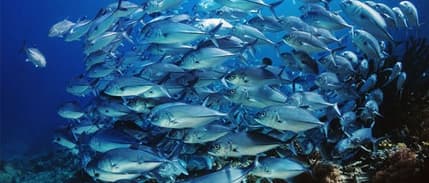 'Ürünlerimizin Dünya Fiyatının Altında Satılmaması İçin Çalışacağız'