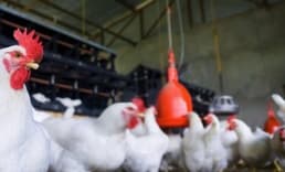 ABD'de yumurta krizi kapıda, kuş gribi yayılmaya devam ediyor