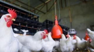 ABD'de yumurta krizi kapıda, kuş gribi yayılmaya devam ediyor