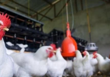ABD'de yumurta krizi kapıda, kuş gribi yayılmaya devam ediyor
