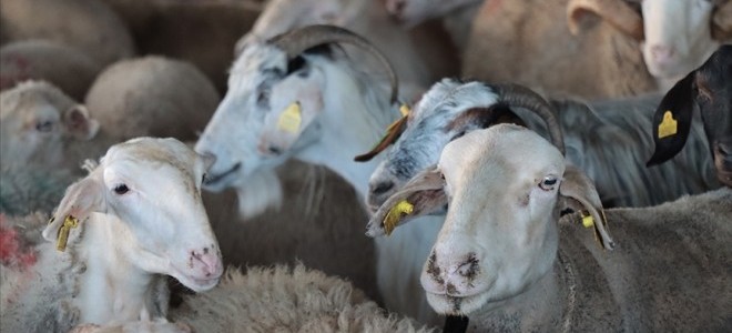 Uzmanlardan kurban bağışlarına yönelik 