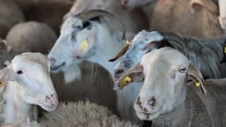 Uzmanlardan kurban bağışlarına yönelik 