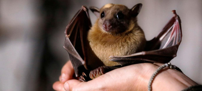 Uzmanlardan Nipah virüsüne yönelik uyarı