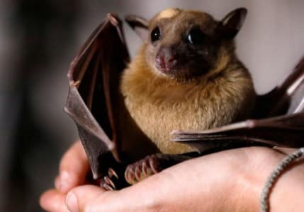 Uzmanlardan Nipah virüsüne yönelik uyarı