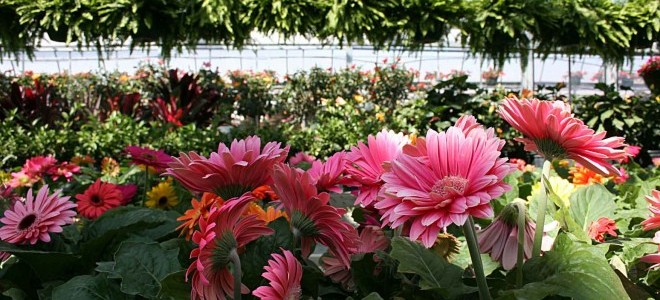 Validen 'Teneke Çelenk Yerine Çiçek Kullanın' Çağrısı