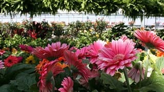 Validen 'Teneke Çelenk Yerine Çiçek Kullanın' Çağrısı