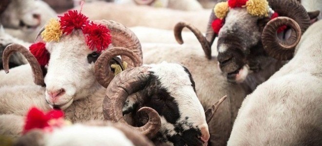 Vekaletle kurban kesim bedeli açıklandı