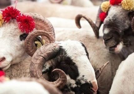 Vekaletle kurban kesim bedeli açıklandı