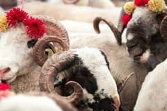 Vekaletle kurban kesim bedeli açıklandı