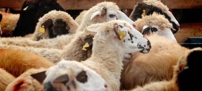 Veterinerlerden kurbanlık seçiminde 