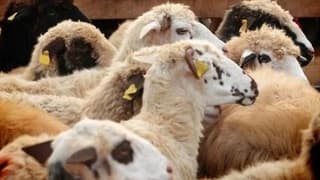 Veterinerlerden kurbanlık seçiminde 