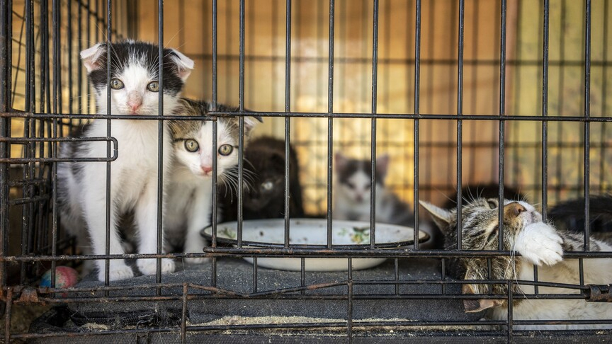 Vietnam'da kedi çetesine operasyon: 400’den fazla kedi kesilmekten kurtarıldı