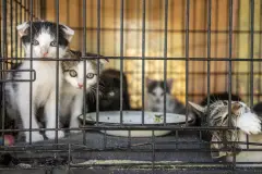 Vietnam'da kedi çetesine operasyon: 400’den fazla kedi kesilmekten kurtarıldı