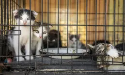 Vietnam'da kedi çetesine operasyon: 400’den fazla kedi kesilmekten kurtarıldı