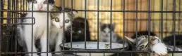 Vietnam'da kedi çetesine operasyon: 400’den fazla kedi kesilmekten kurtarıldı
