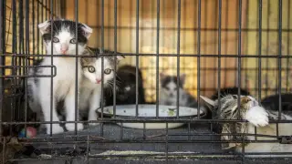 Vietnam'da kedi çetesine operasyon: 400’den fazla kedi kesilmekten kurtarıldı