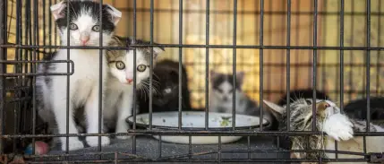 Vietnam'da kedi çetesine operasyon: 400’den fazla kedi kesilmekten kurtarıldı