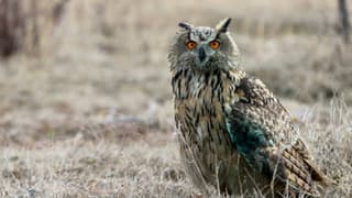 Yaban hayatına nefes operasyonu: 11 bin yaban hayvanı doğaya salındı