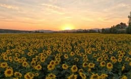 Yağlık ayçiçeği tohumu ve ham ayçiçeği yağı ithalatında tarife kontenjanı açıldı
