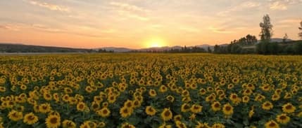 Yağlık ayçiçeği tohumu ve ham ayçiçeği yağı ithalatında tarife kontenjanı açıldı