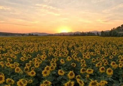 Yağlık ayçiçeği tohumu ve ham ayçiçeği yağı ithalatında tarife kontenjanı açıldı