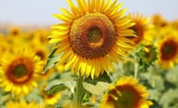 Yağlık ayçiçeği tohumu ve ham ayçiçeği yağı ithalatında tarife kontenjanı açıldı