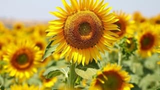 Yağlık ayçiçeği tohumu ve ham ayçiçeği yağı ithalatında tarife kontenjanı açıldı