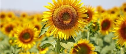 Yağlık ayçiçeği tohumu ve ham ayçiçeği yağı ithalatında tarife kontenjanı açıldı