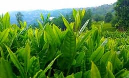 Yaş Çay Alım Kampanyası Kota Artışı Ile Başladı