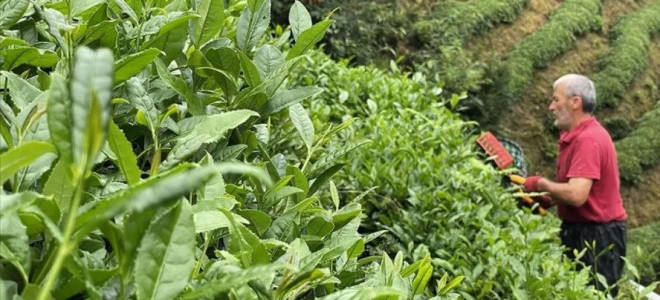 Yaş çay rekoltesi 2025 yılında 1 milyon 338 bin ton oldu