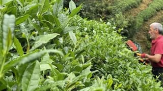 Yaş çay rekoltesi 2025 yılında 1 milyon 338 bin ton oldu