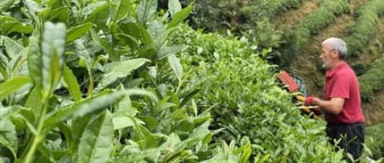 Yaş çay rekoltesi 2025 yılında 1 milyon 338 bin ton oldu