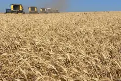 Yem maliyetlerindeki düşüşün et ve süt fiyatlarına yansıması bekleniyor