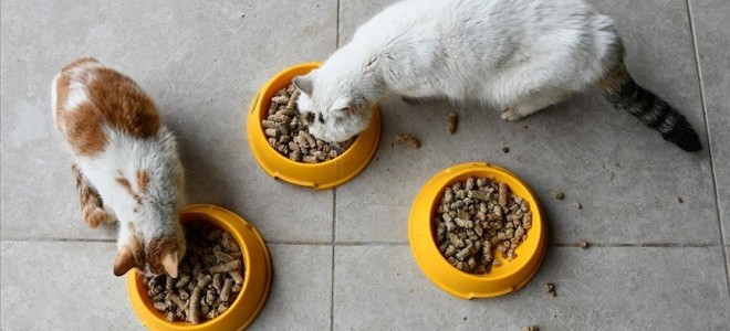 Yemek artıklarının yerini ticari hayvan mamaları aldı