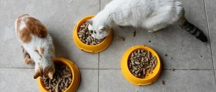 Yemek artıklarının yerini ticari hayvan mamaları aldı