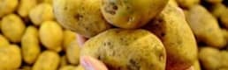 Yerli Patates Tohumu Ihaleye Çıkıyor