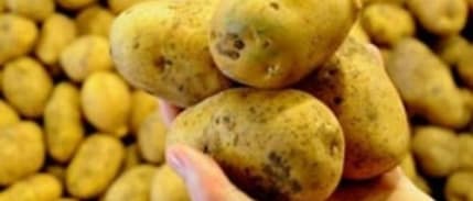 Yerli Patates Tohumu Ihaleye Çıkıyor