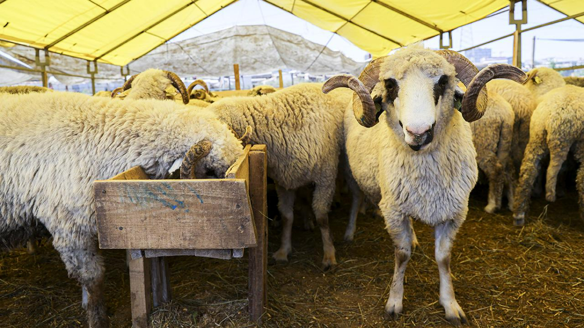 Yetiştiricilerden kurban pazarlarındaki yüksek kiralara tepki