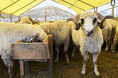 Yetiştiricilerden kurban pazarlarındaki yüksek kiralara tepki