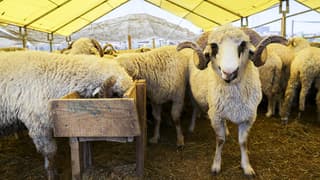 Yetiştiricilerden kurban pazarlarındaki yüksek kiralara tepki