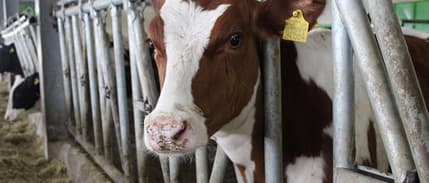 Yetiştiricilerden şap hastalığına karşı öneri