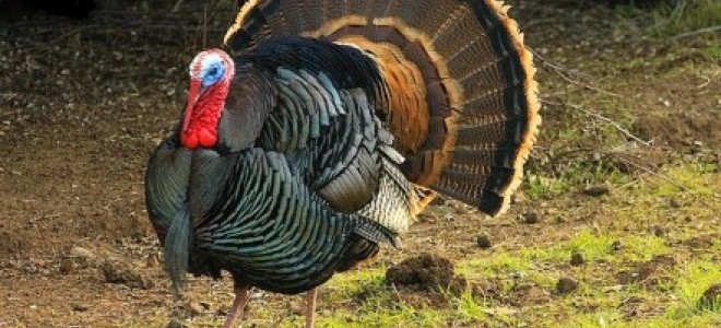 Yılbaşına Kadar Tüm Hindilerini Satmak İstiyor