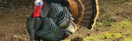 Yılbaşına Kadar Tüm Hindilerini Satmak İstiyor