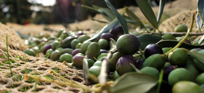 Yükselen Fiyat, Zeytincinin Yüzünü Güldürdü