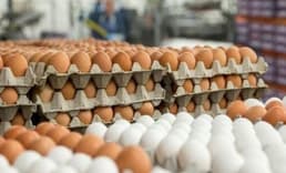 Yumurta fiyatları bu yıl Mayıs Çukuru'na erken düştü