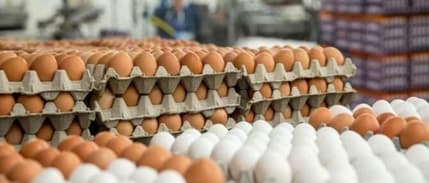 Yumurta fiyatları bu yıl Mayıs Çukuru'na erken düştü