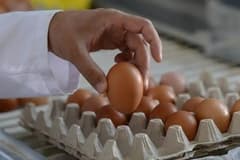 Yumurta fiyatları mayıs çukuruna erken düştü